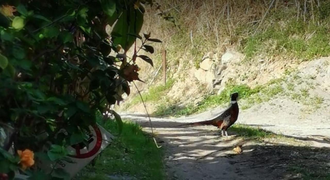 Romantic Casa Lorenzina Affittacamere Ventimiglia Exteriér fotografie